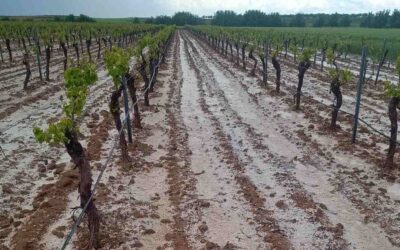 Los mediadores de seguros recuerdan la importancia de la cobertura agraria tras los daños provocados por las últimas tormentas en Castilla-La Mancha